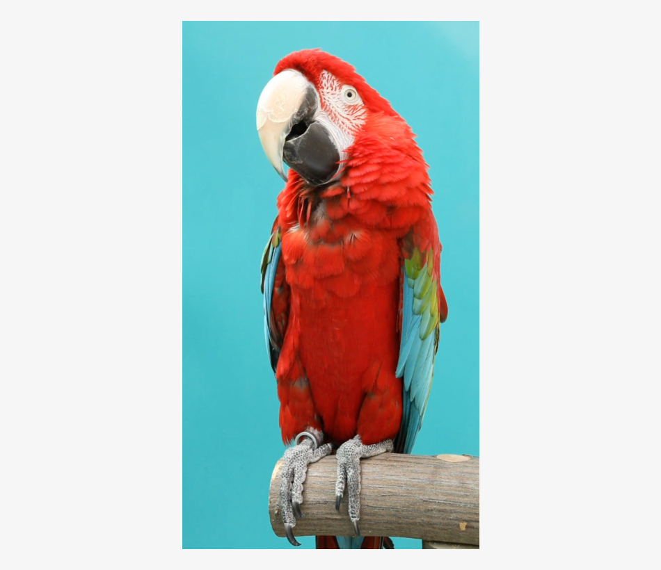 © Julius Brauckmann