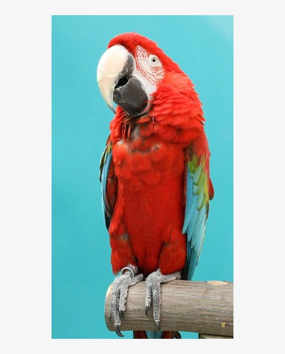 © Julius Brauckmann